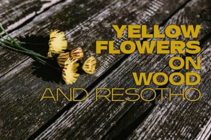 Resotho Extralight Sans Serif Font Image 2