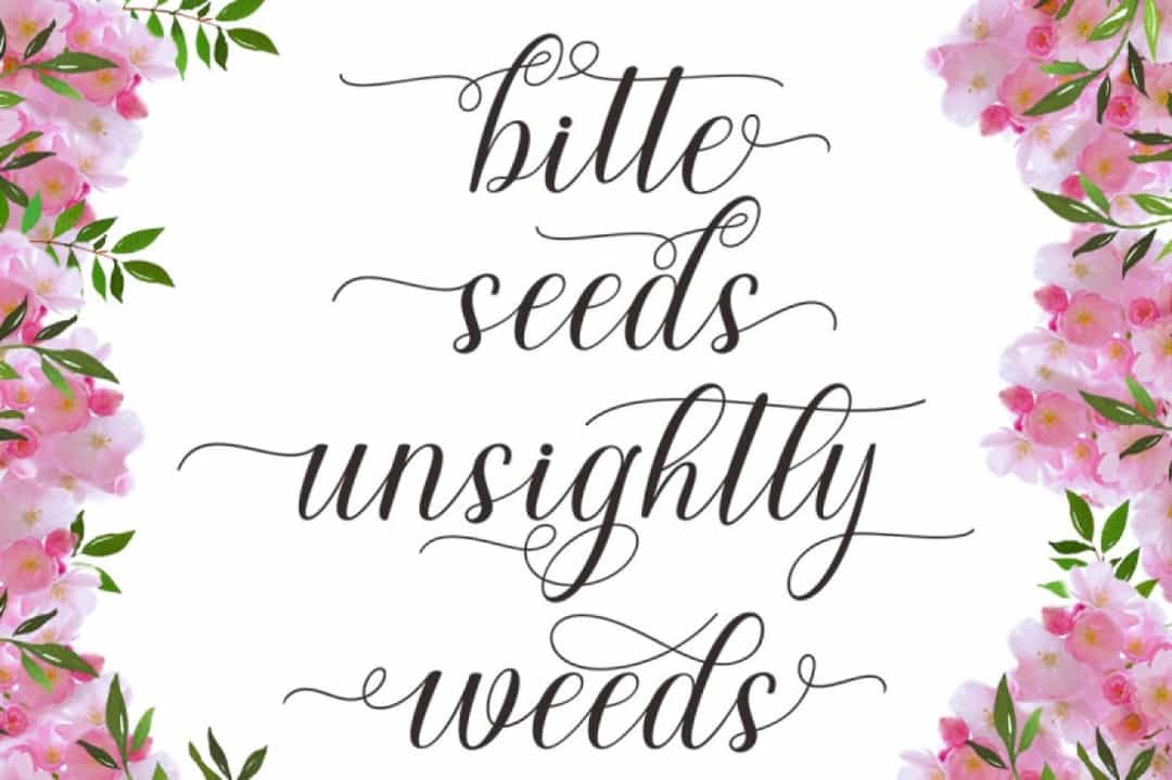 Genta Calligraphy Font Image 2