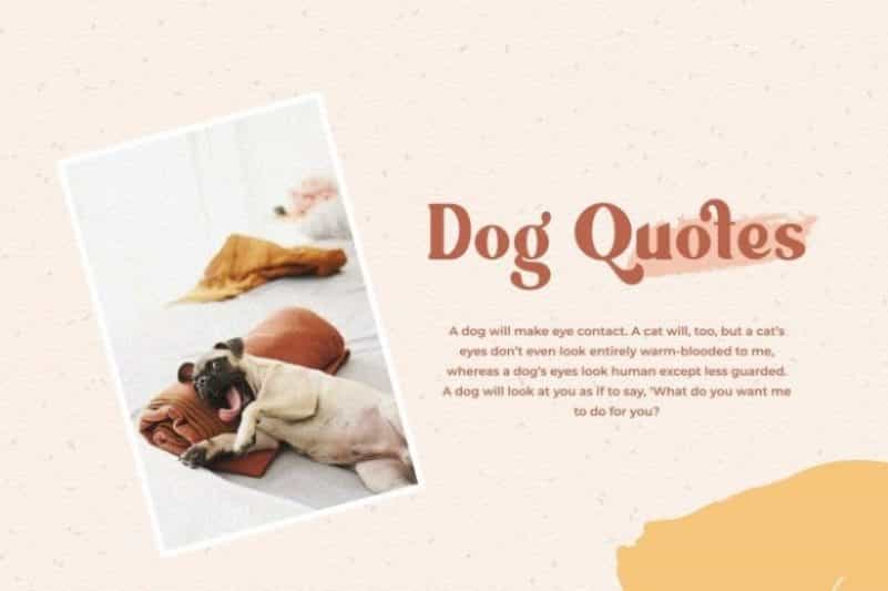 Ragila Modern Serif Font Image 4