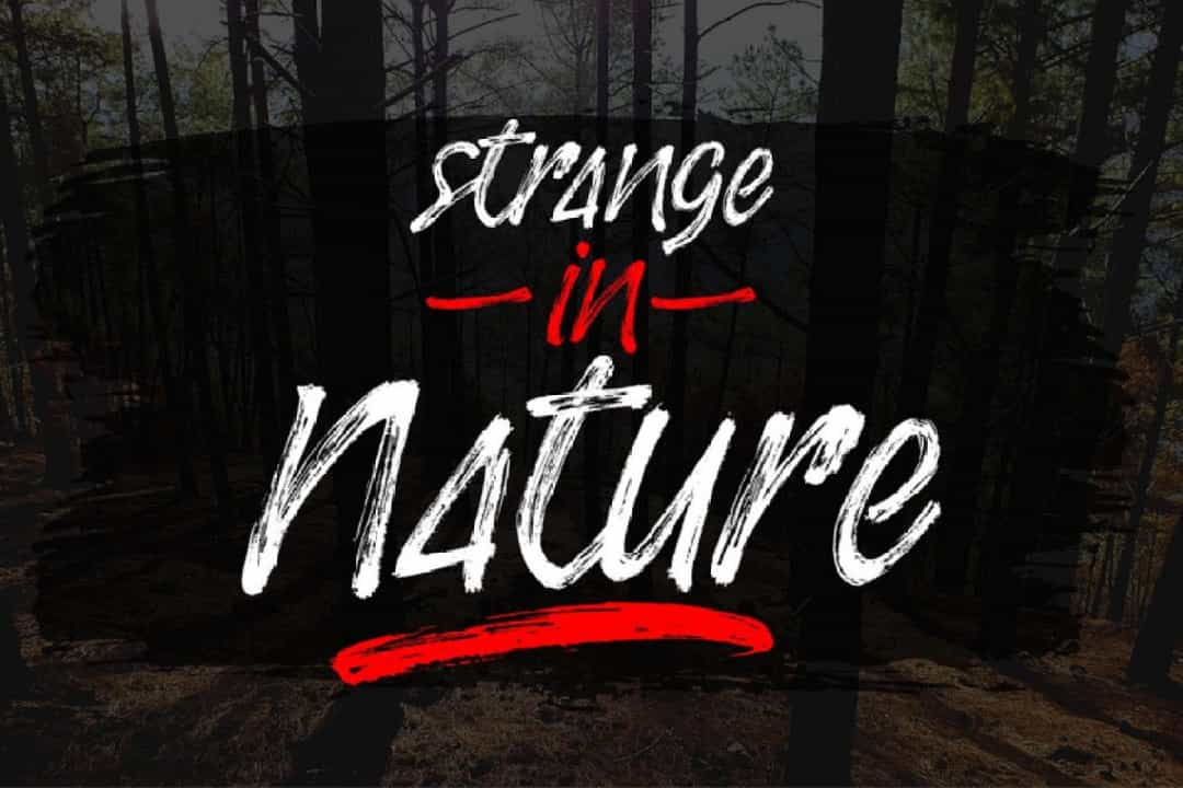 Stingers Font Image 2