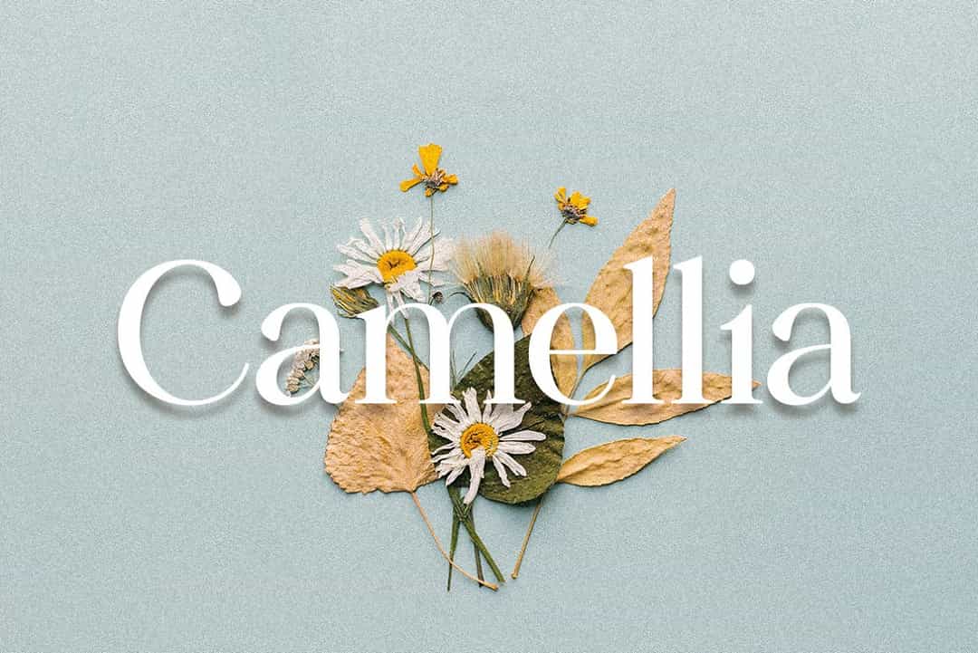 Camellia Font Image 1