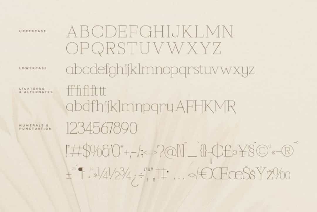 Callidora Font Image 3