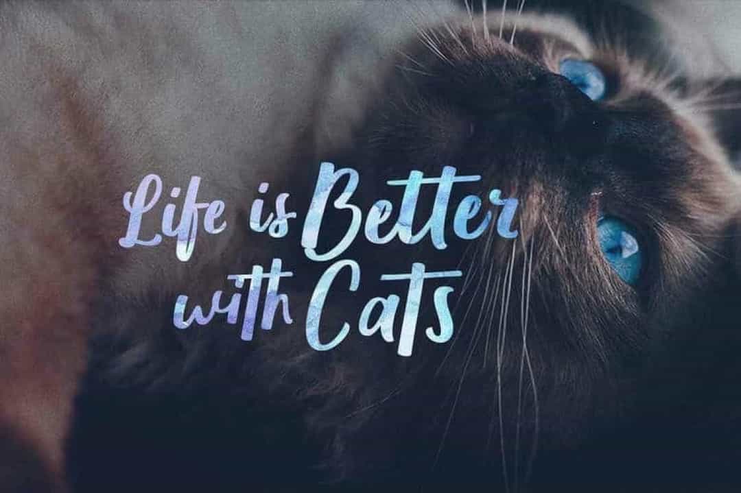 Wolesbro Brush Font Image 2