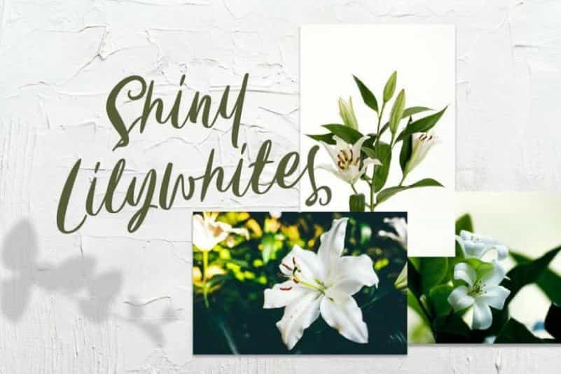 Carily Script Font Image 2