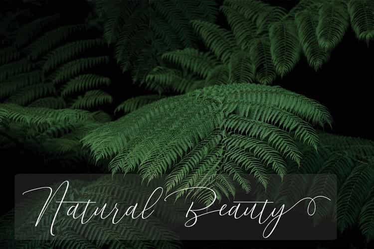 Dhenmark Calligraphy Font Image 2