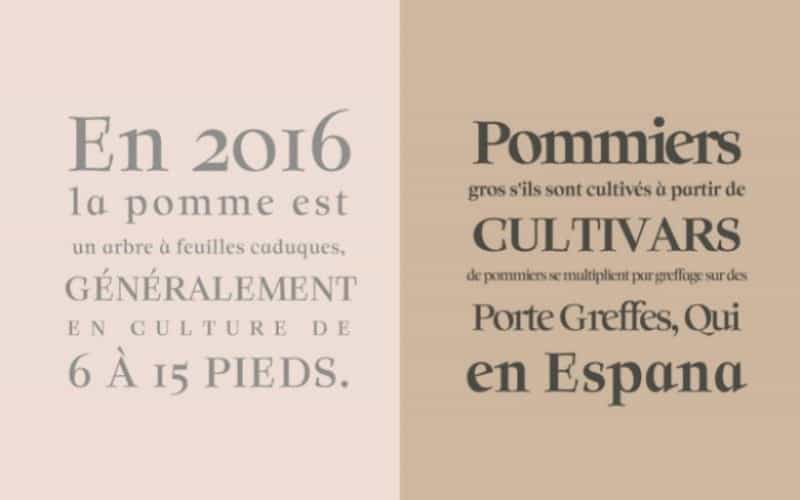 Solomon Serif Font Family Image 2