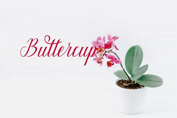 Maillane Calligraphy Font Image 3