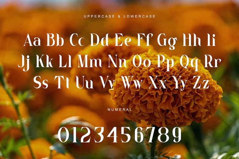 Marigold Font Image 3