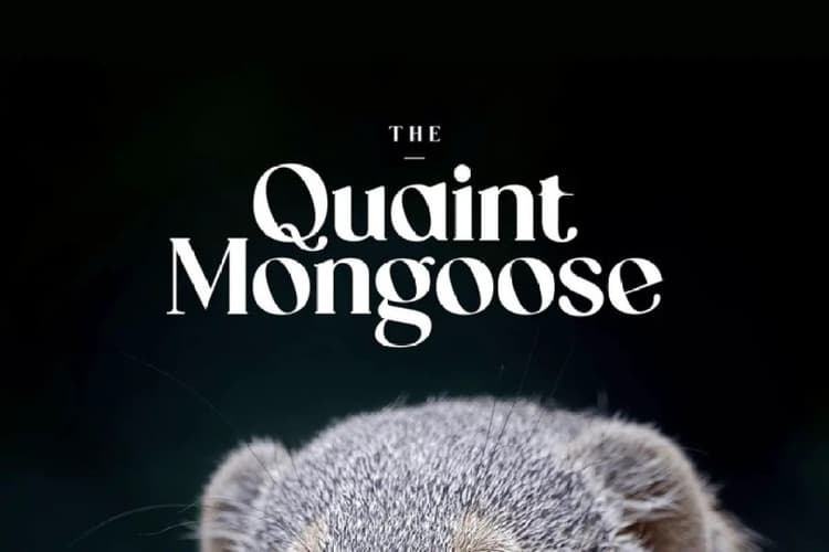 The Quaint Mongoose Font